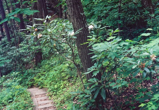 Trail and Flowering Rhododendron